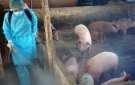 Thị trấn Vĩnh Lộc chủ động đẩy mạnh công tác  phòng chống Dịch tả lợn Châu Phi